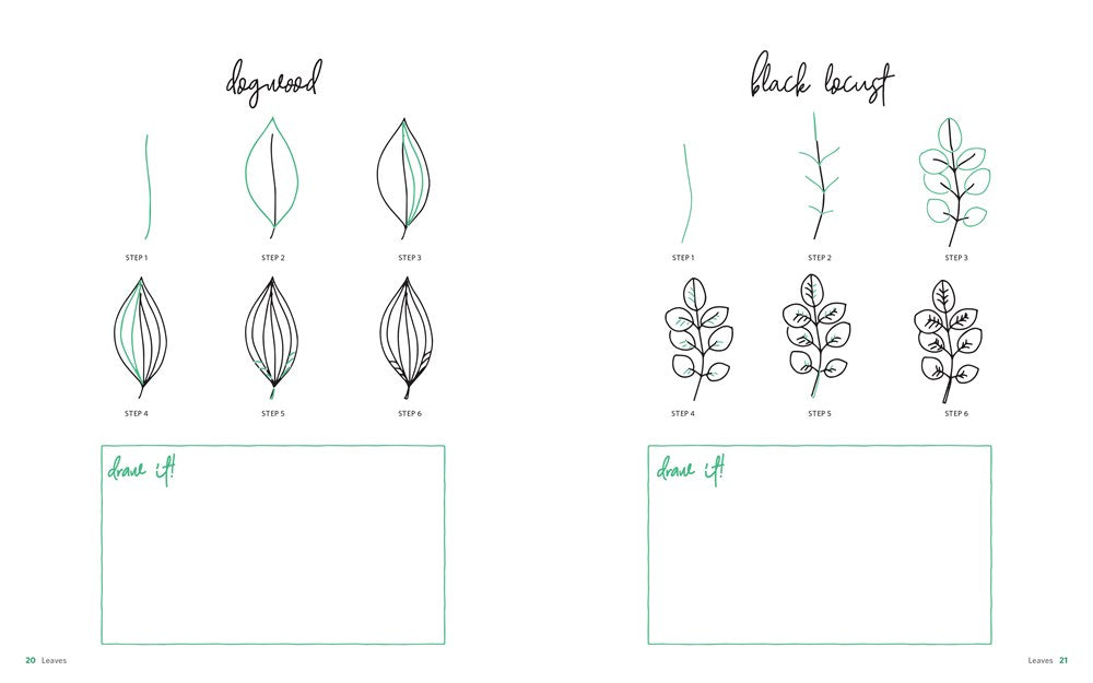 botanical line drawing succulents Botanical Line Drawing: 200 Step-by-Step Flowers, Leaves, Cacti, Succulents, and Other Items Found in Nature – The Art Institute of Chicago Museum Shop